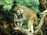 Rhesus Macaque  Aggression  India