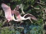 Roseate Spoonbills  Taking Off  Texas  USA