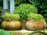 Solerolia Solerolli (Mind Your Own Business) in Squat Terracotta Pots Chelsea Flower Show 1997