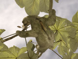 Three-Toed Sloth  Feeding  Costa Rica