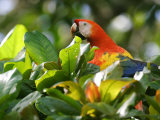 Scarlet Macaw  Peering Through Leaves  Costa Rica