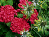 Hydrangea "Forever Pink" and Eryngium "Miss Willmotts Ghost" (Eryngo)