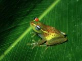 Frog  Madagascar