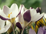 Crocus Chrysanthus  Eye Catcher (White/Maroon) Open Flower  March