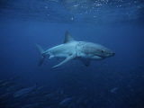 Great White Shark  Swimming  South Australia