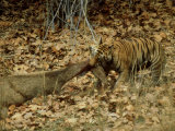 Ttiger  with Prey  India