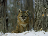 Grey Fox in Winter  Minnesota