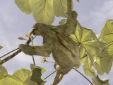 Three-Toed Sloth  Feeding  Costa Rica