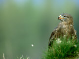Buzzard  Strathspey  UK