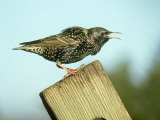 Starling  Sturnus Vulgaris Calling on Fence Post  S Yorks