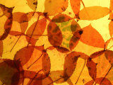 Collection of Aspen Leaves That are Bright Yellows and Oranges