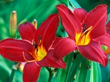 Hemerocallis 