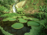 The Eden Project  Victoria Cruziana  UK