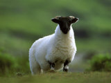 Black-Faced Sheep