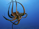 Day Octopus  Hawaii