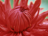 Dahlia Garden Wonder  Close-up of Red Flower Opening