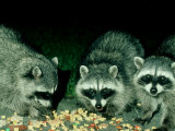 Raccoons  Feeding  USA