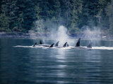 Killer Whale  Pod at Surface  BC  Canada