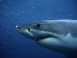 Great White Shark  Head  South Australia
