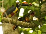 Fiery-Billed Aracari  Two Aracaris on Branch of Tree  Costa Rica