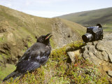 Common Raven  and Camera  Iceland