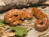 Corn Snake  Sarasota County  USA