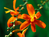 Crocosmia "Jupiter " Close-up of Orange Flower Head