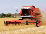 Combine Harvester Harvesting Crop  England