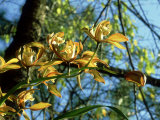 Cymbidium  Montane Rainforest  Thailand