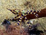 Southern Blue Ring Octopus  South Australia