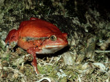 Tomato Frog  Madagascar