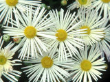 Chrysanthemum (Illusion) Garden Mums  September