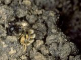 Red Mason Bee  Collecting Mud for Nest Building  Oxfordshire  UK