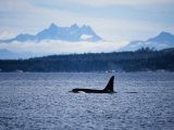 Killer Whale  Male at Surface  BC  Canada