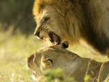 Lions  Lion Pair Mating  Masai Mara  Kenya