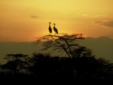 Crowned Cranes  2 on Tree at Sunset  Tanzania