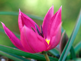 Tulipa Humilis 
