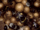 Bumble Bees  Queen on Cells in Nest  UK