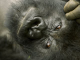 Mountain Gorilla  Close-up of Face  Scratching Head  Africa