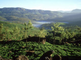Tea Plantations  Kerala  South India