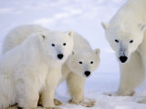 Polar Bears  Mother and Young  Manitoba  Canada