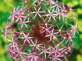 Allium Christophii  Close-up of Purple Flower Head