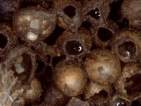 Bumble Bees  Nest Interior Showing Honey in Cells  UK