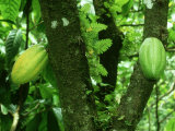 Cocoa  Pods  Tobago