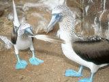 Blue Footed Booby  Elaborate Courtship Dance  Galapagos