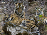 Bengal Tiger  Four One-Year-Old Tiger Cubs Together on Rocks  Madhya Pradesh  India