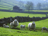 Sheep Ovis Aries