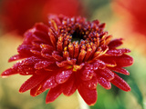 Chrysanthemum "Rumpelstilzchen"