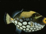 Big-Spotted Triggerfish  Balistoides Conspicillum