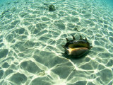 Seashell  Fiji Islands